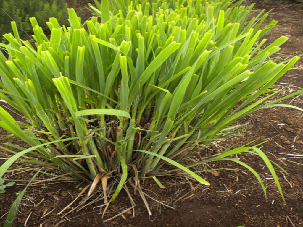 Zacate de limón - Cymbopogon citratus -