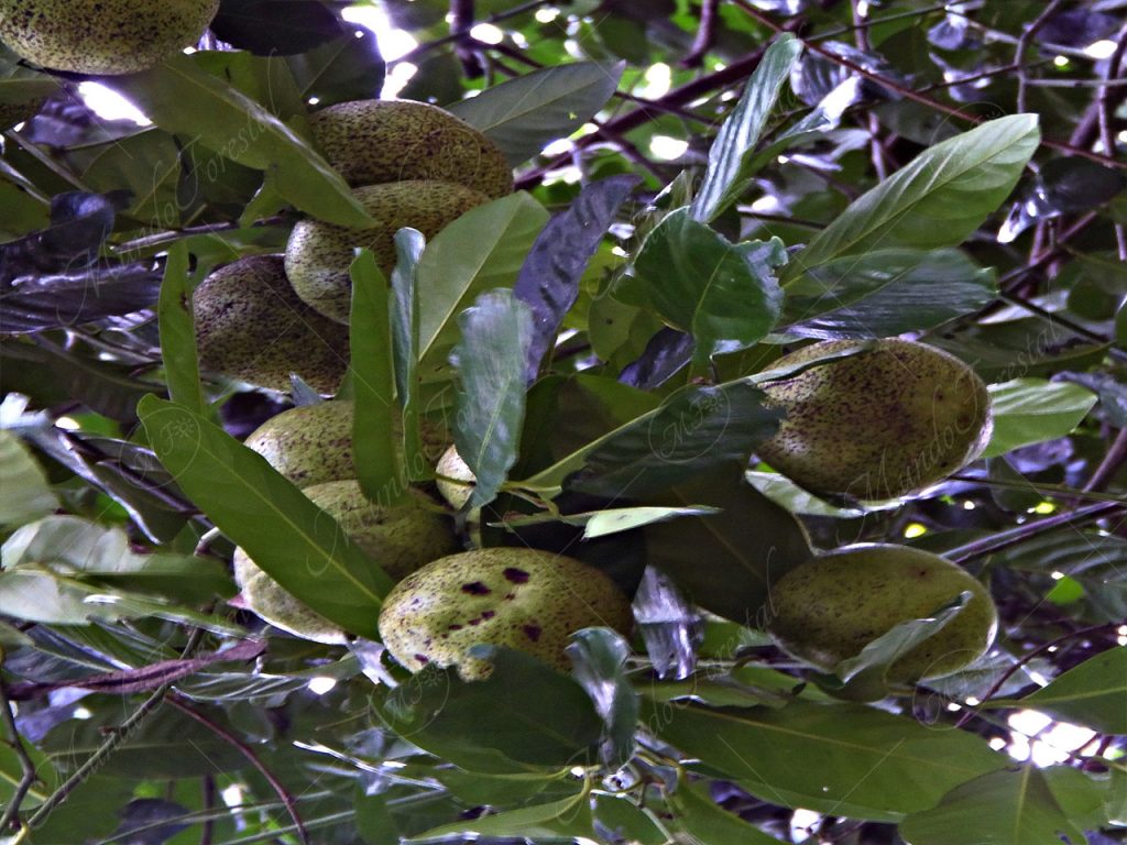 El zapote negro - Diospyros nigra -