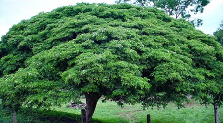 zigofilacea zigofilacea