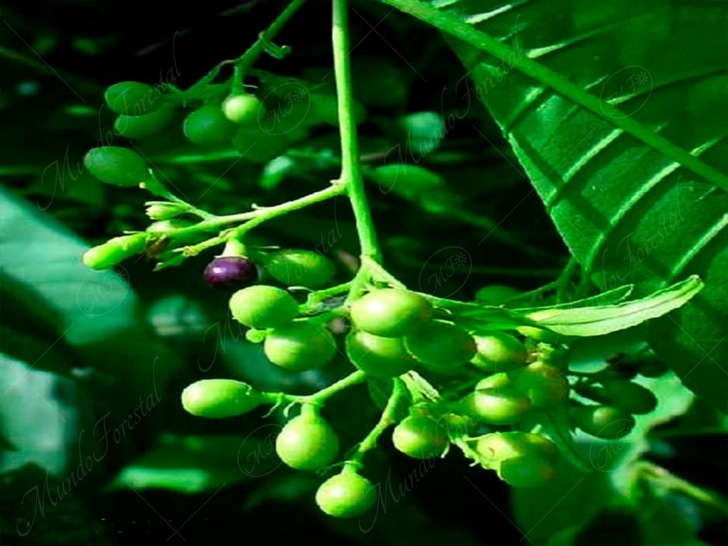El zorrillo de comer - Cestrum racemosum -