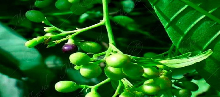 El zorrillo de comer - Cestrum racemosum -