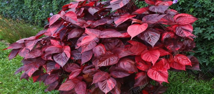 La acalifa roja - Acalypha amentacea -