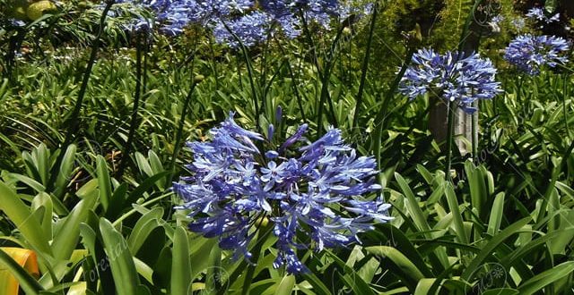 Agapanto - Agapanthus africanus -