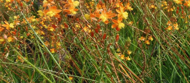Ajillo suculento - Bulbine frutescens -