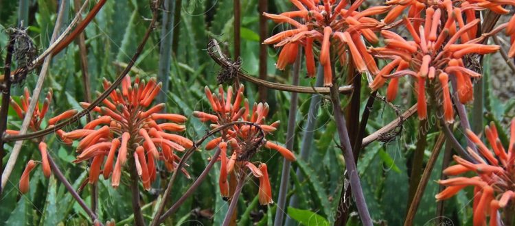 Aloe maculata - Aloe maculata -