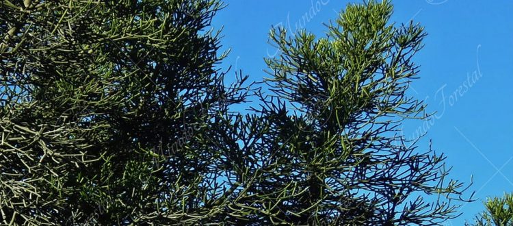 Árbol lápiz -Euphorbia tirucalli