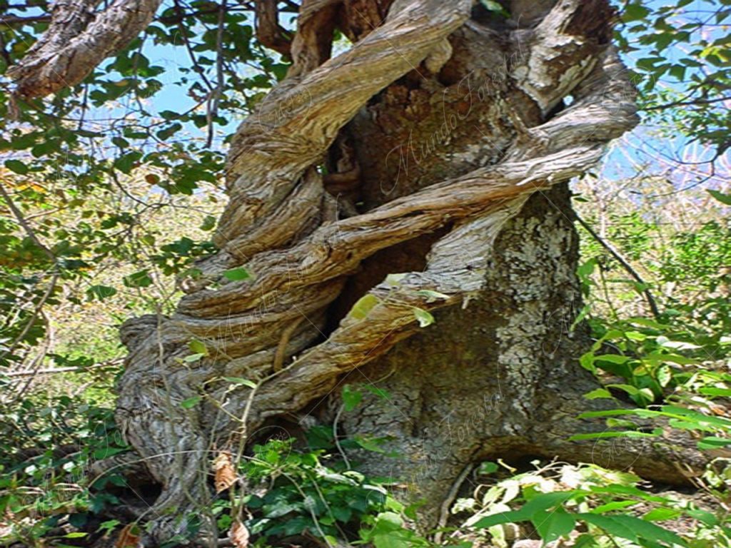 El bejuco que engaña