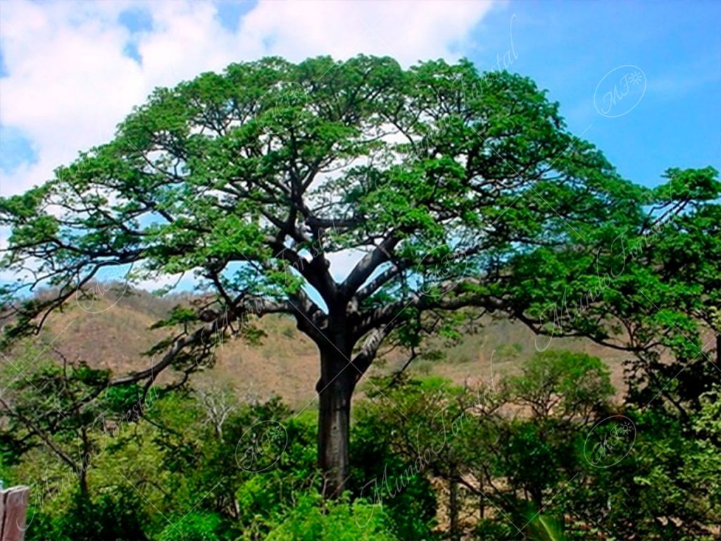 El árbol sagrado de los mayas