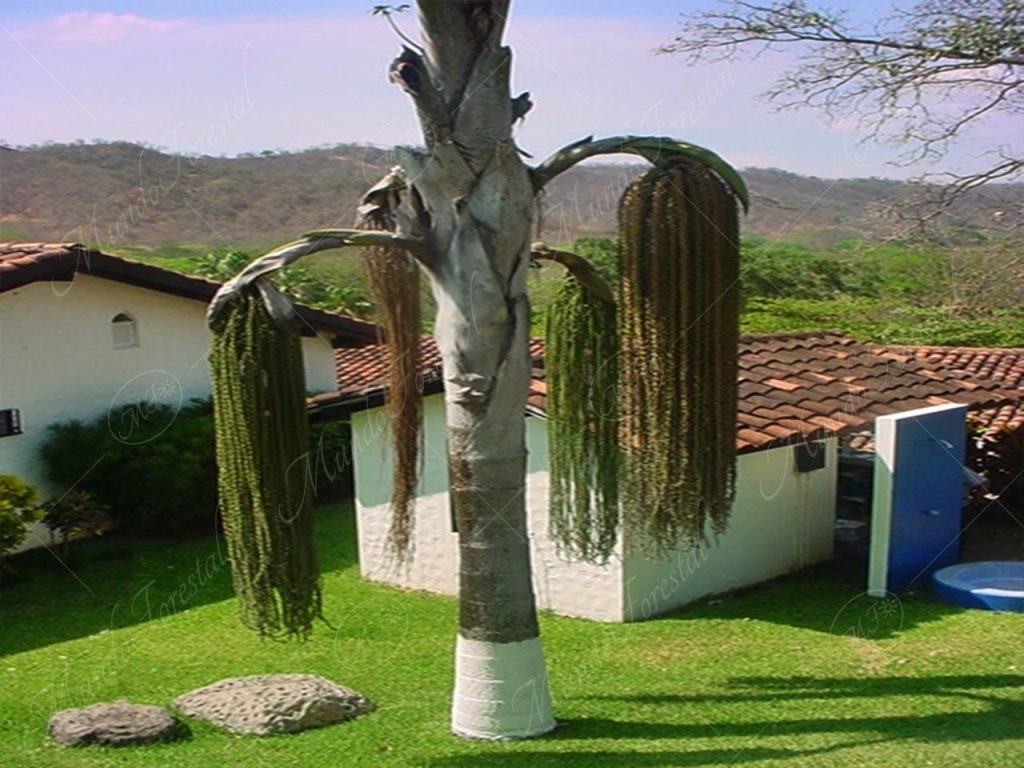 La palmera de las largas trenzas