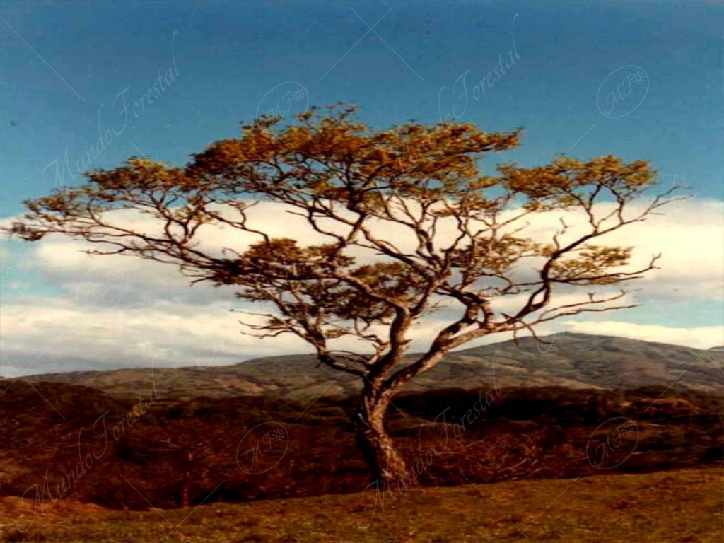 La floración amarilla