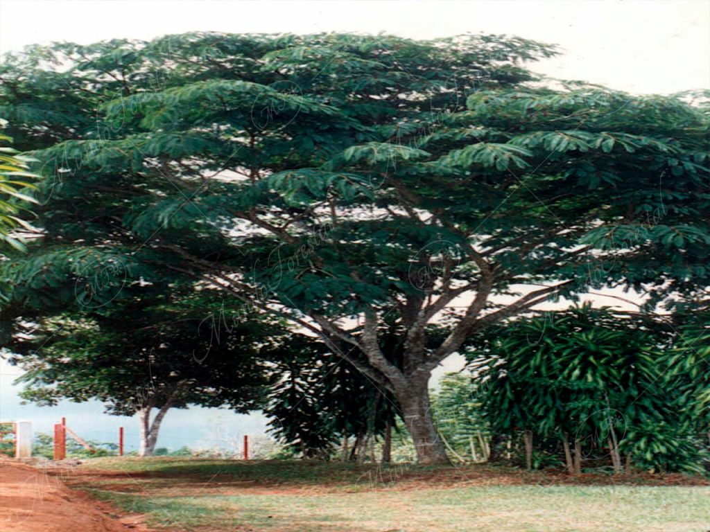 El hermano menor del guanacaste