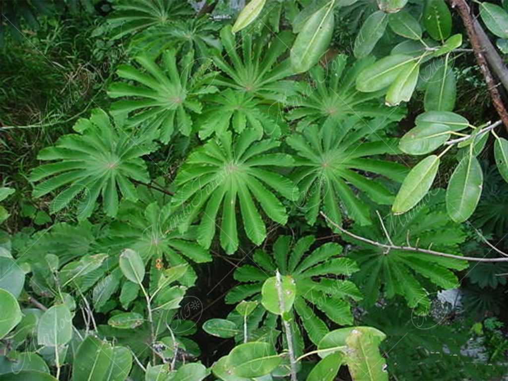 Las espectaculares hojas del guarumo
