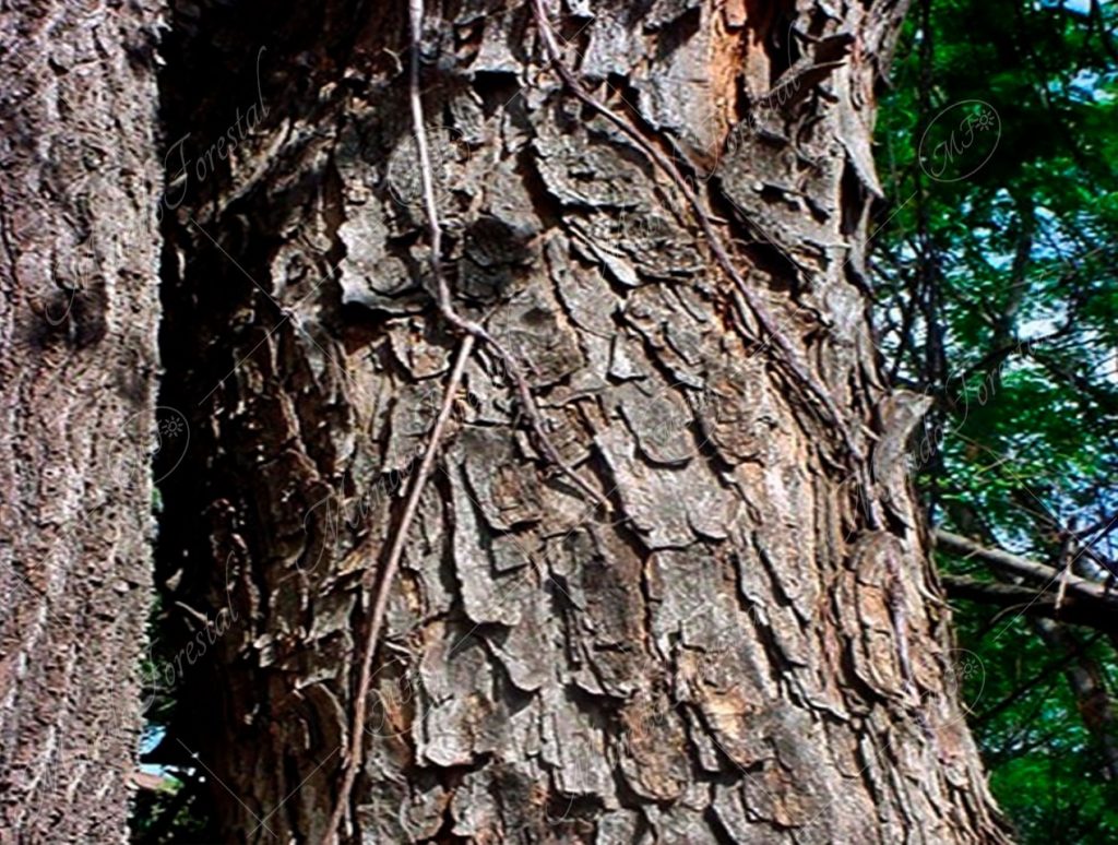 El guayaquil, el de las tiras.