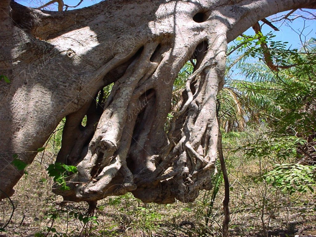 El extraño higuerón