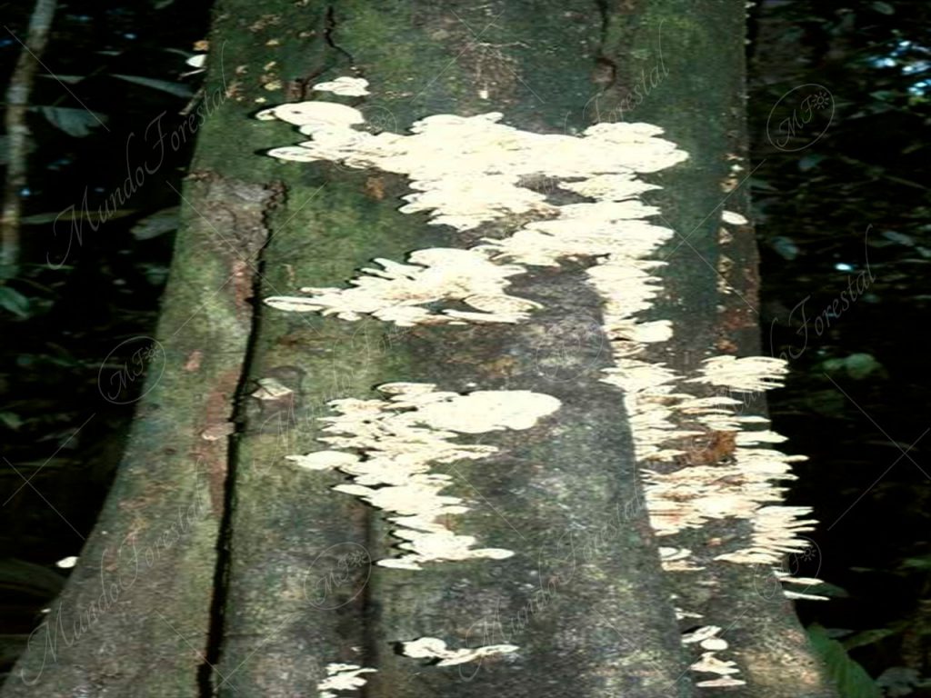 Los hongos parásitos