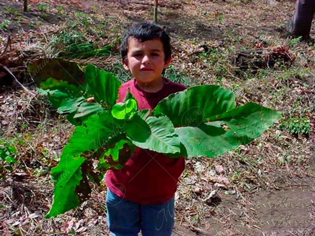 El hormigo, que de pequeño no tiene nada.