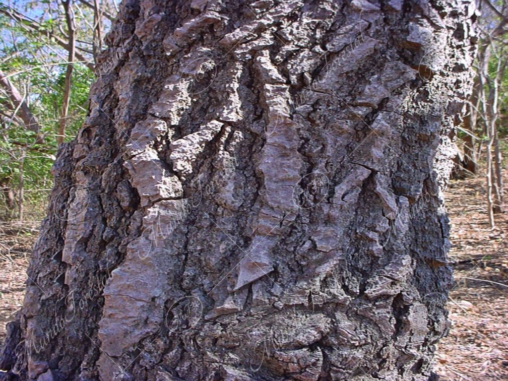 El jobo, el de la gruesa corteza