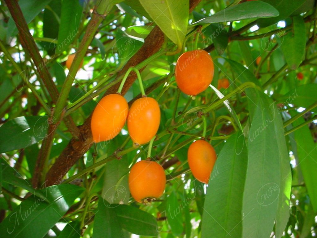 El jorco, los frutos de los abuelos