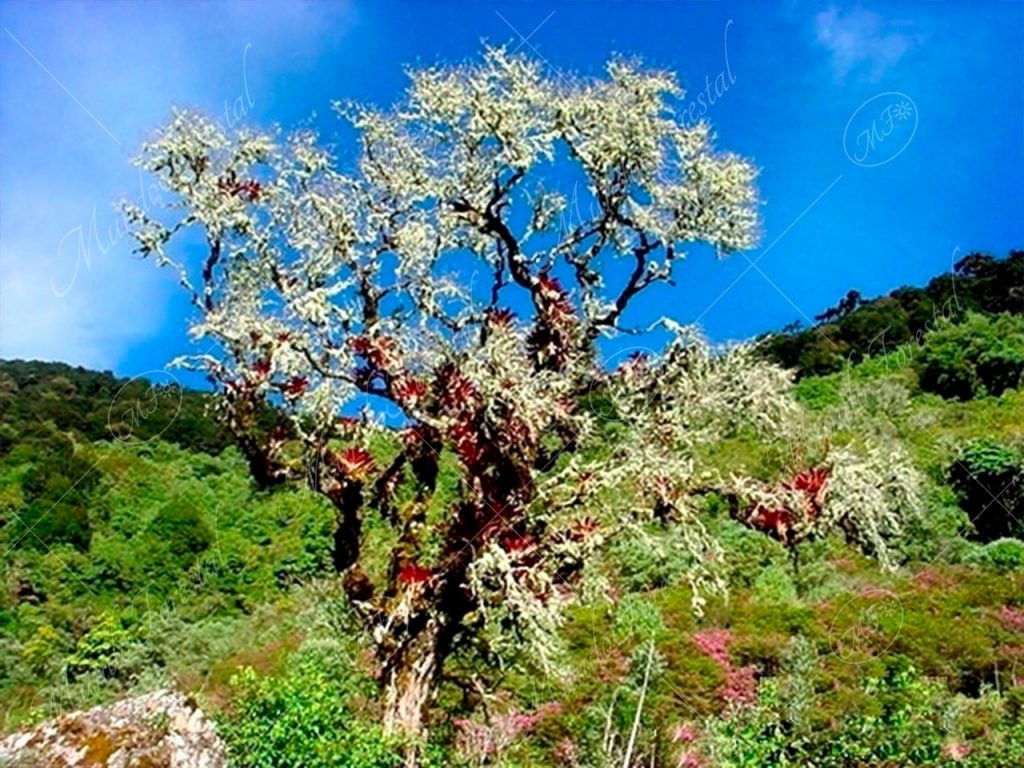 El lloró que se niega a morir
