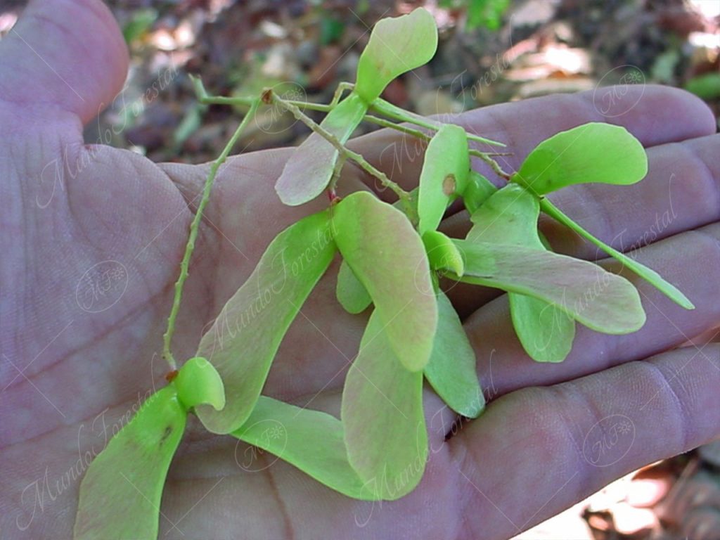 Los alados del matapulgas