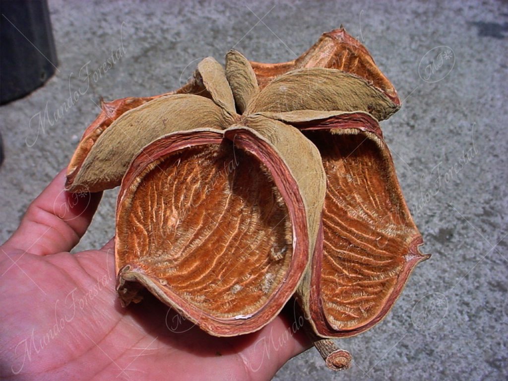 Las escondidas espinitas del panamá