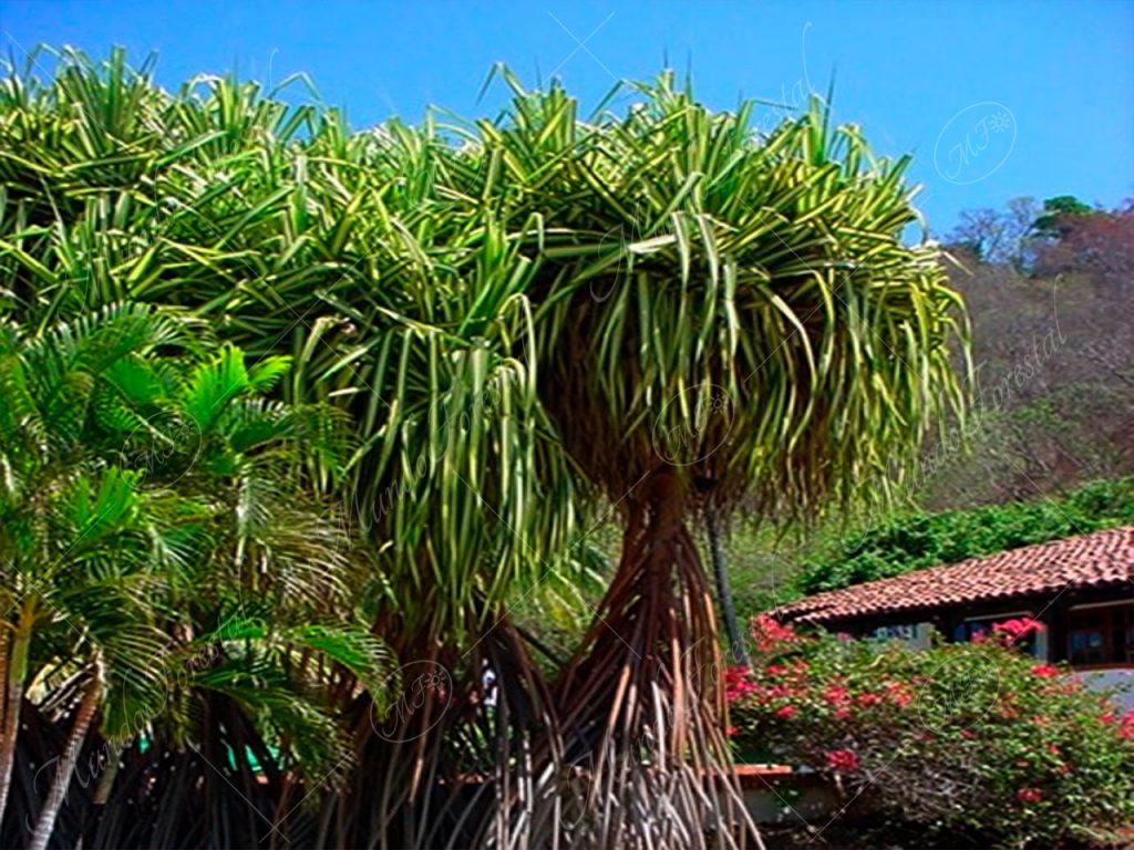 El pandano, la hierba gigante