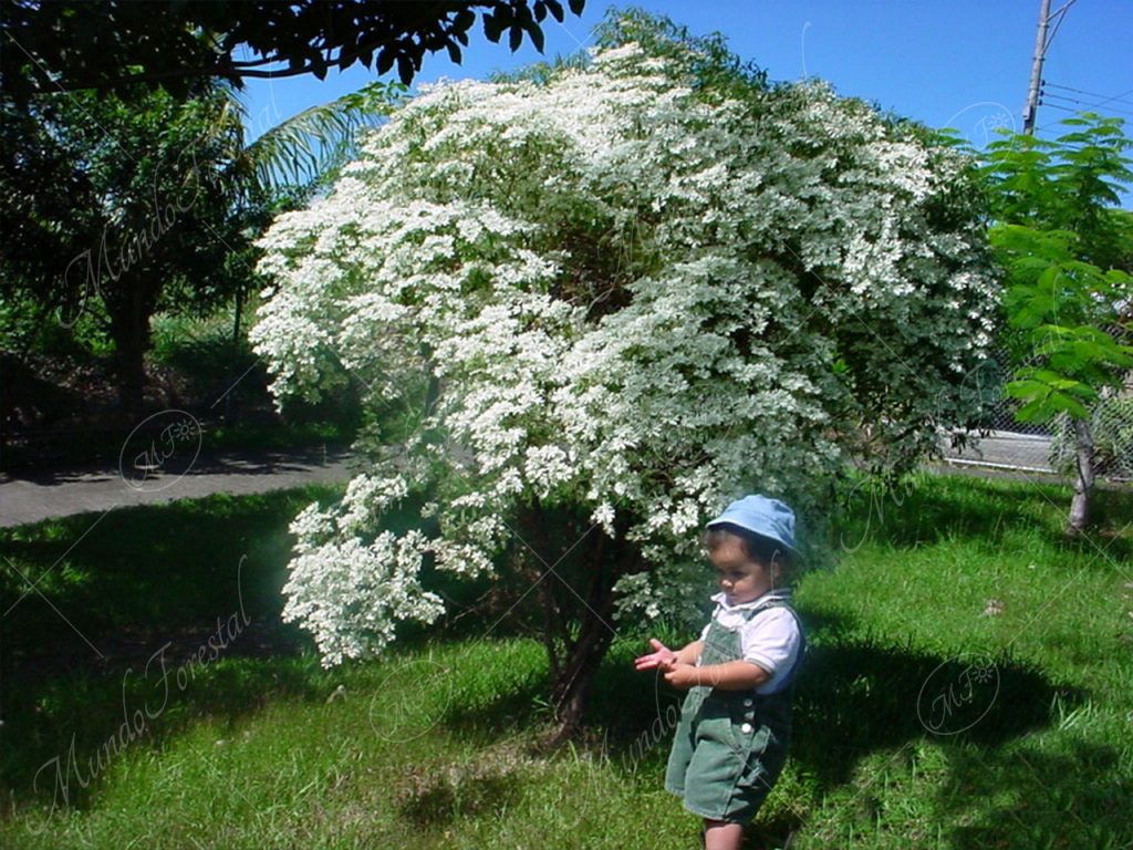 La pascuita de la navidad