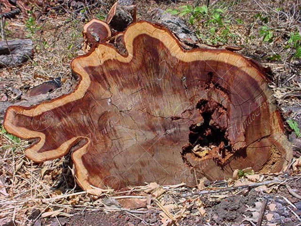 El quebrado, uno de los duros