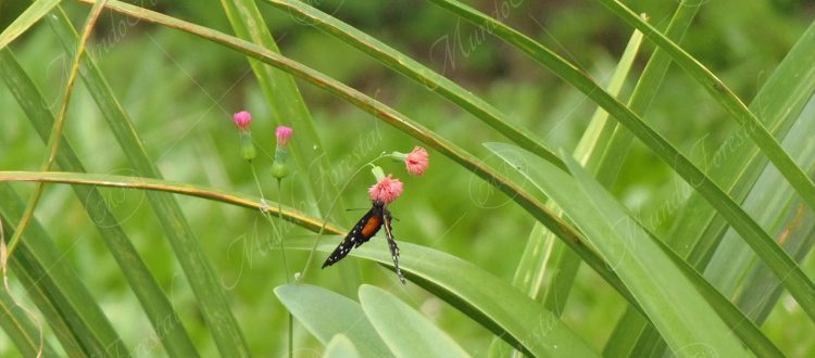 Las plantas silvestres