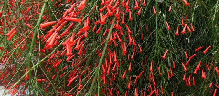 Arete panameño - Russelia equisetiformis -