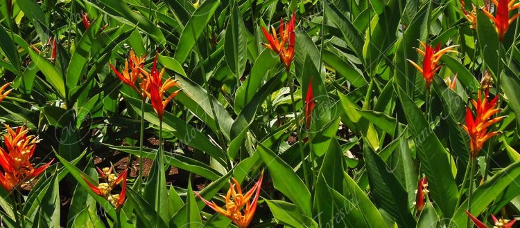 Avecilla - Heliconia psittacorum -