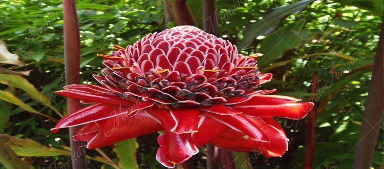 Bastón de emperador - Etlingera elatior -