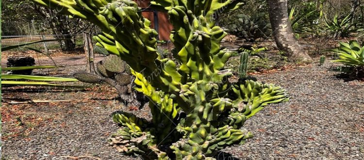 Cactus monstruoso - Cereus peruvianus vr. monstrosus -