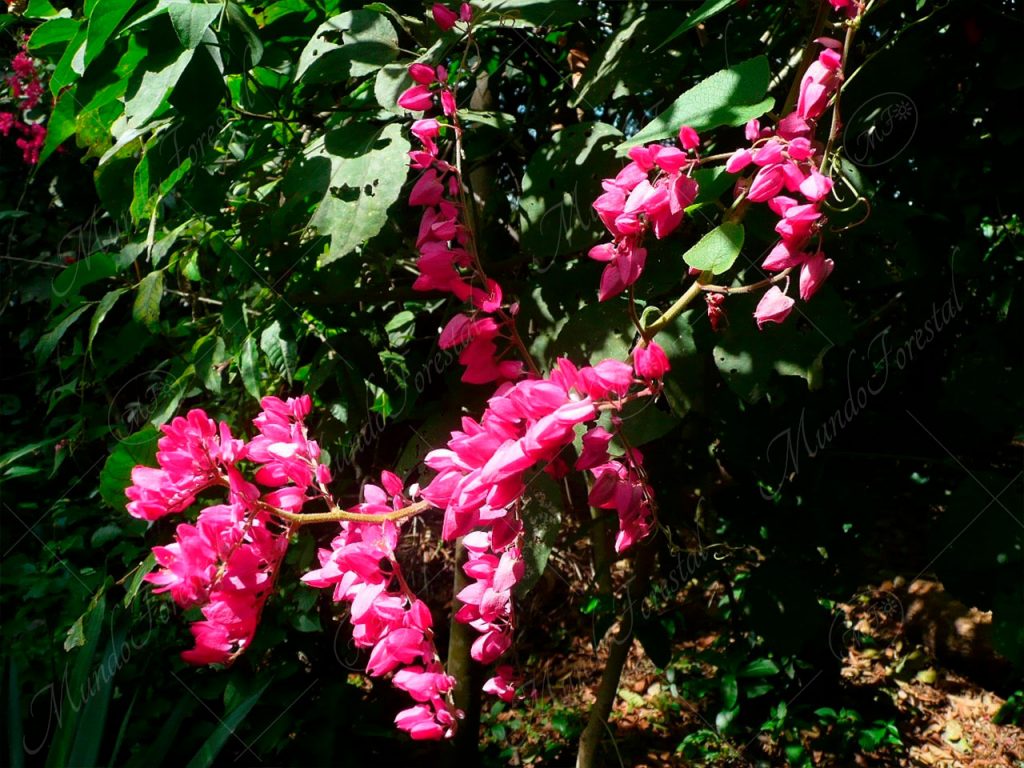 Bellísima - Antigonon