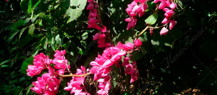 Bellísima - Antigonon