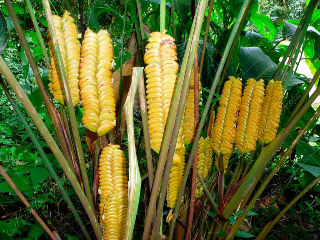 Bijagua cascabela - Calathea crotalifera