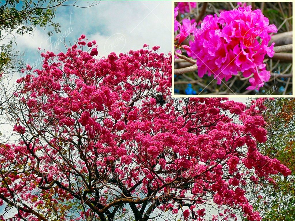 Cortez negro - Tabebuia impetiginosa