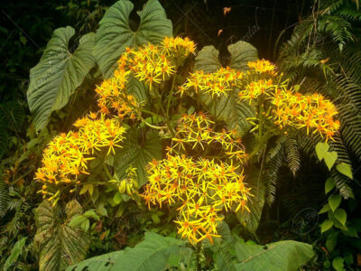 Irayol de montaña Jessea cooperi