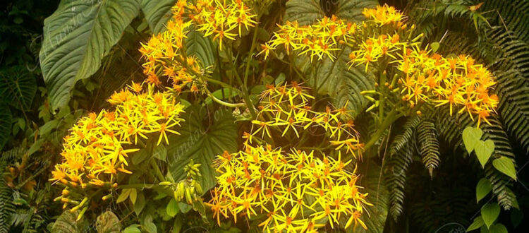 Irayol de montaña Jessea cooperi