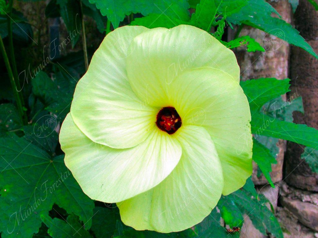 Mosqueta amarilla o aibika - Abelmoschus manihot