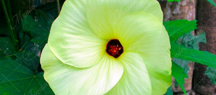 Mosqueta amarilla o aibika - Abelmoschus manihot