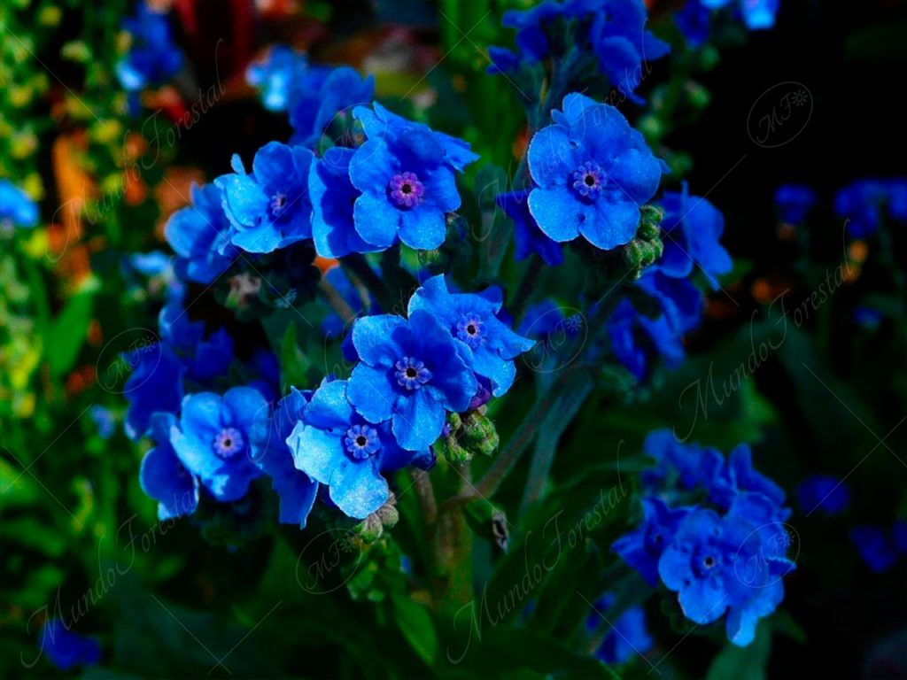 Nomeolvides-Cynoglossum amabile