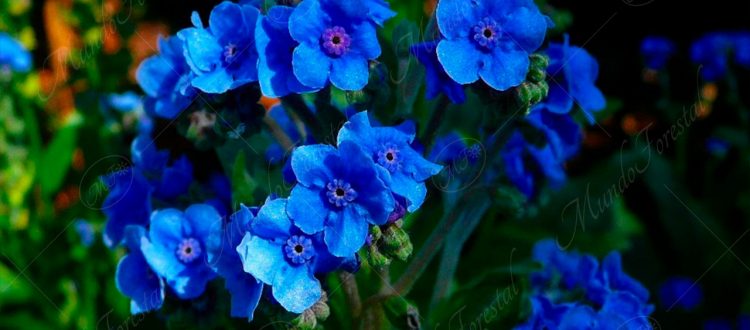 Nomeolvides-Cynoglossum amabile
