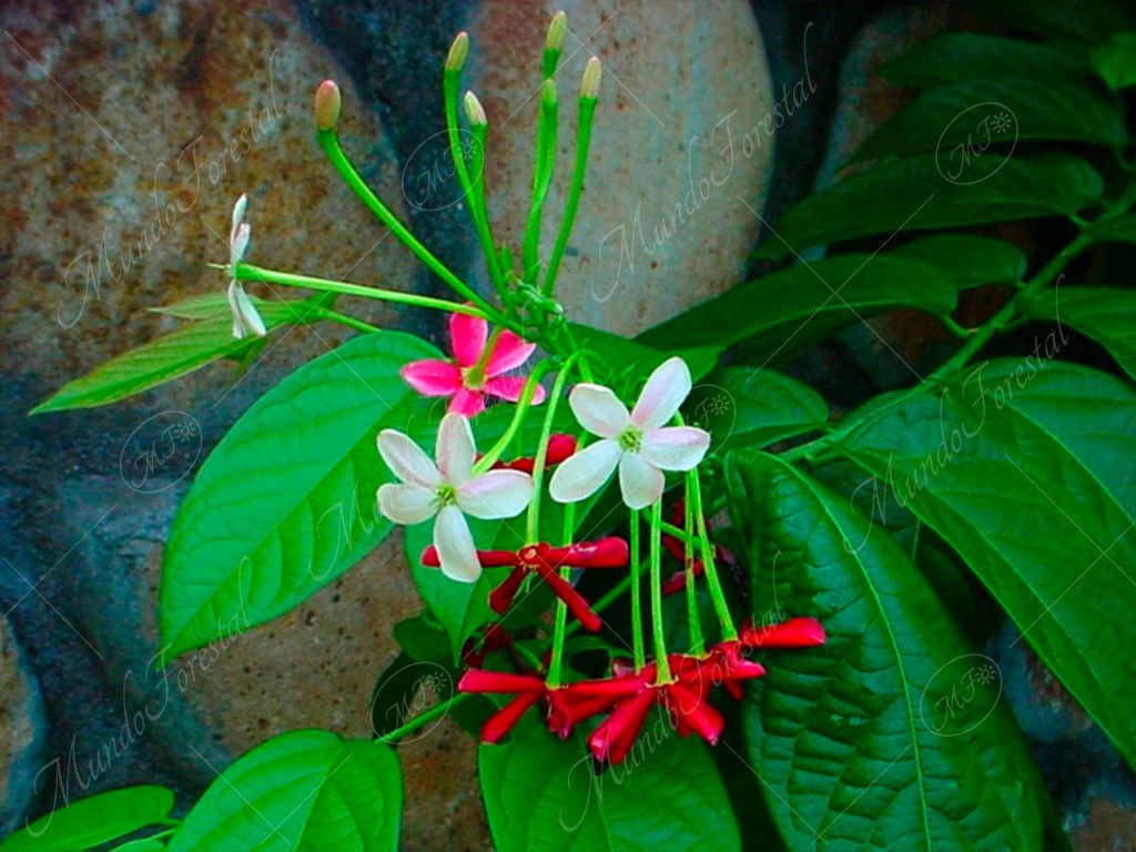 Carácter de hombre o quiscalis - Quisqualis indica