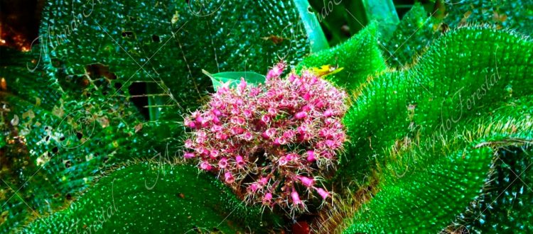 Setosa (Clidemia setosa)