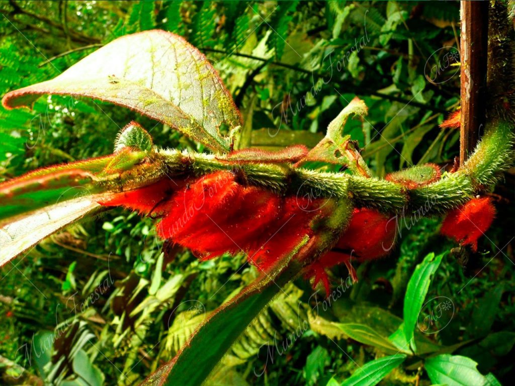 Terciopelo-Columnea purpurata