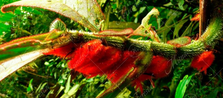 Terciopelo-Columnea purpurata