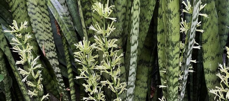 La lengua de suegra - Sansevieria trifasciata -