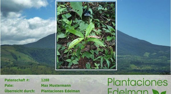 Plantaciones Edelman