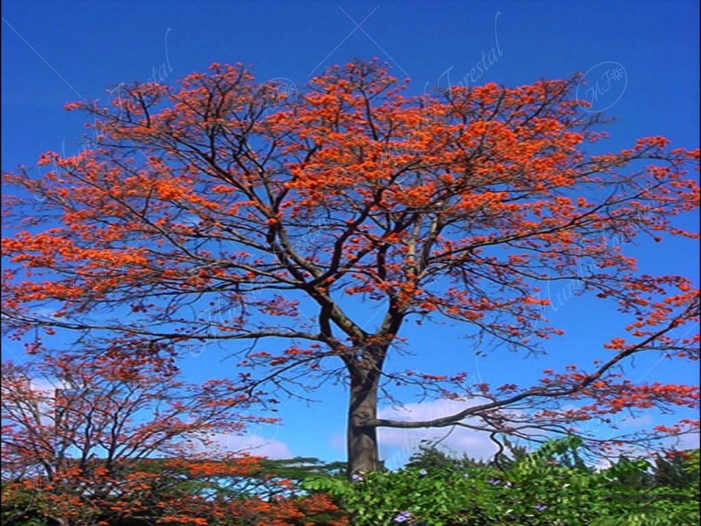 Poró gigante o extranjero - Erythrina poeppigiana -